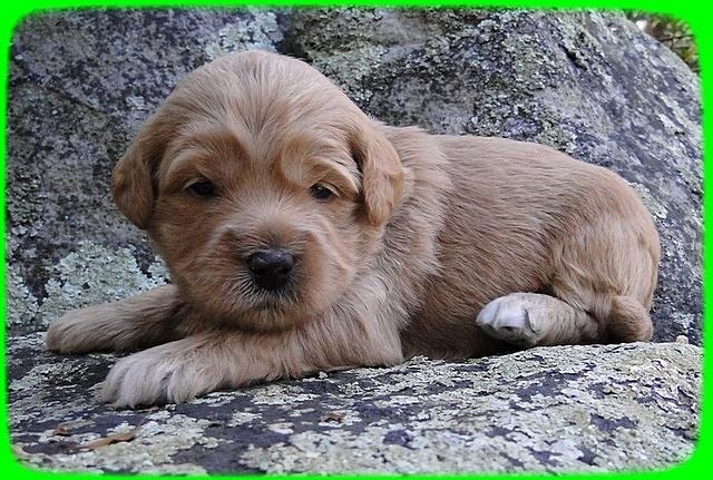 TB pups 3 wks old 16