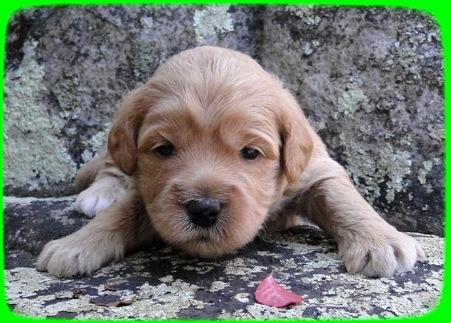 TB pups 3 wks old 17