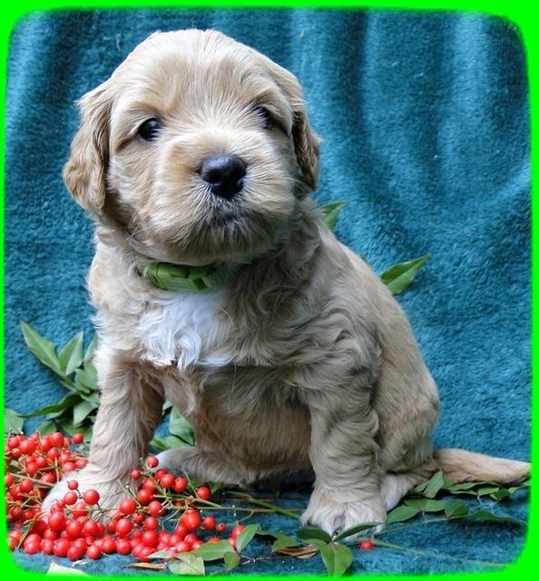 TB pups 4 wks old 46