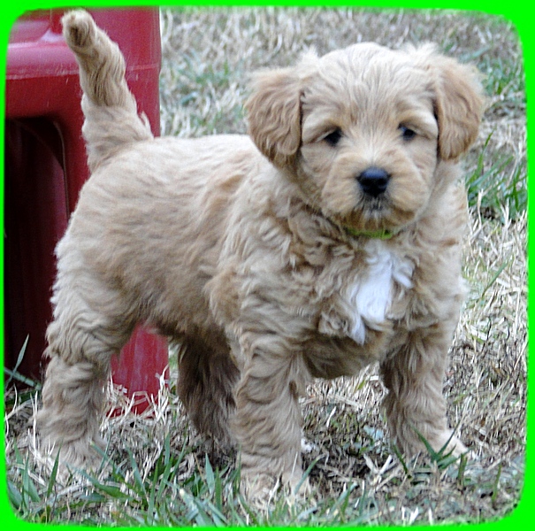 TB pups 6.5 wks old 7