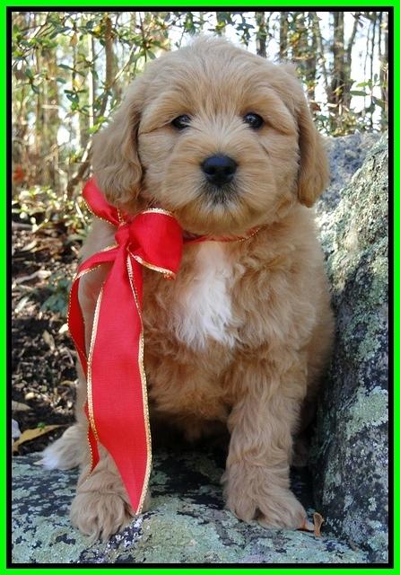 TB pups 8 wks old 20