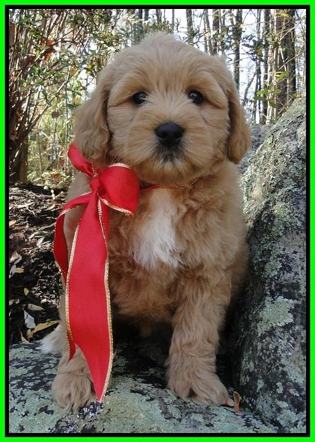 TB pups 8 wks old 22