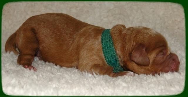 TB pups 1 day old 7