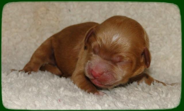 TB pups 1 day old 9