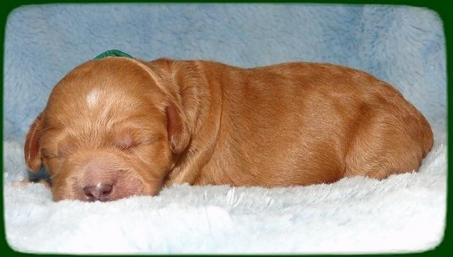 TB pups 1 wk old 26