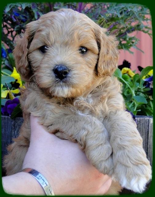 TB pups 5 wks old 28