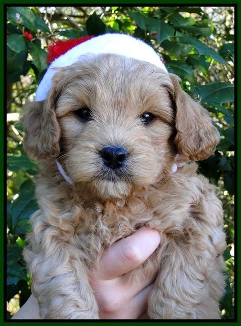 TB pups 6 wks old 2