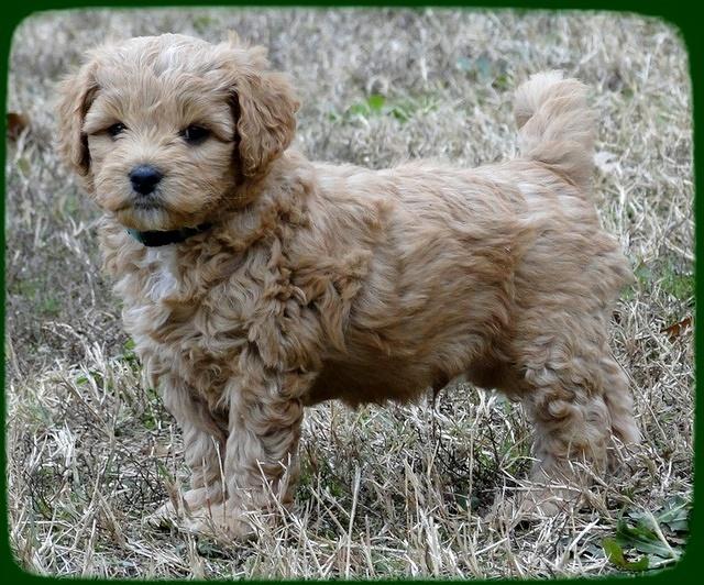 TB pups 6.5 wks old 3