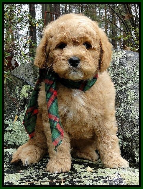TB pups 8 wks old 10