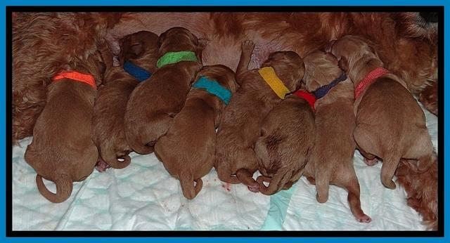 TB newborn group 21