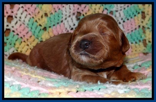 TB pups 2 wks old 31