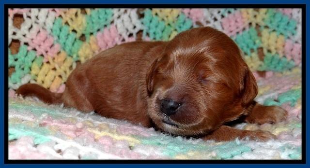 TB pups 2 wks old 41