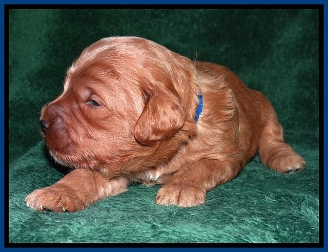TB pups 2 wks old 62