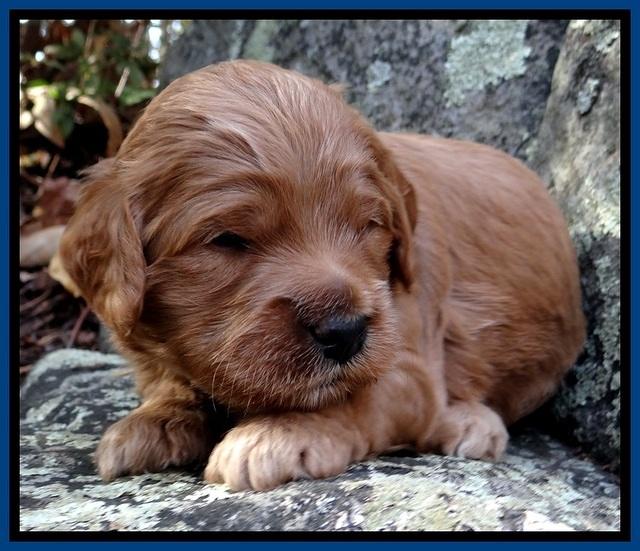 TB pups 3 wks old 61