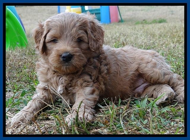 TB pups 5 wks old 151