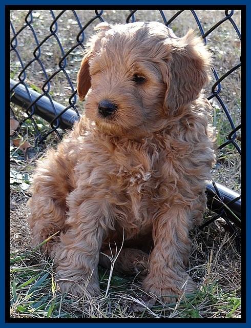 TB pups 6.5 wks old 2100