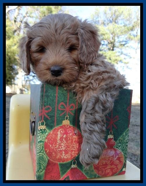 TB pups 7 wks old 261