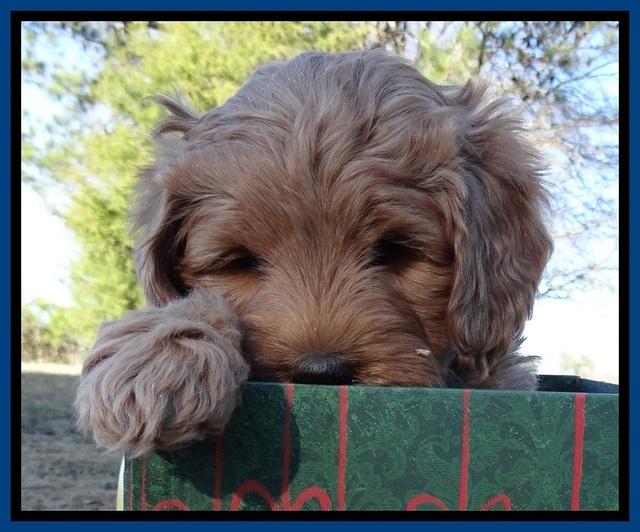 TB pups 7 wks old 271