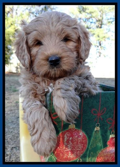 TB pups 7 wks old 291