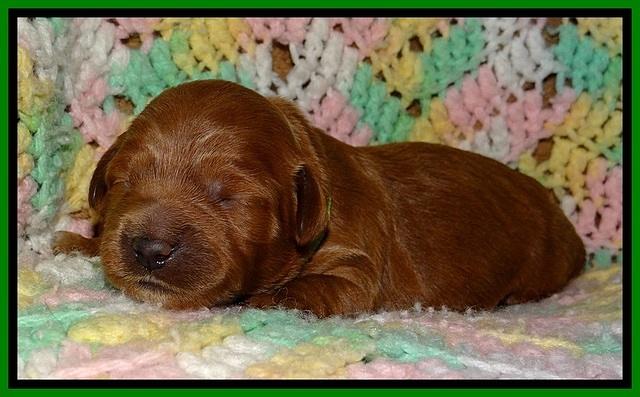 TB pups 2 wks old 121