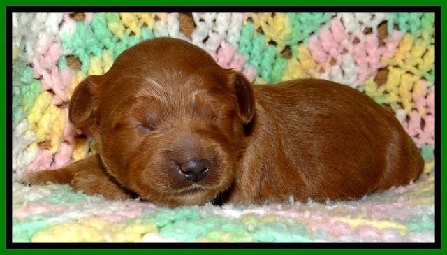 TB pups 2 wks old 151