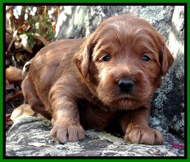 TB pups 3 wks old 191