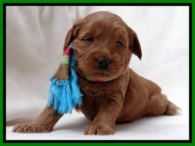 TB pups 4 wks old 41