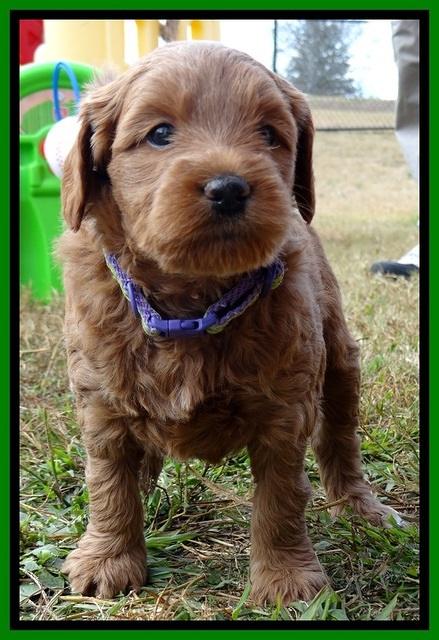 TB pups 5 wks old 211