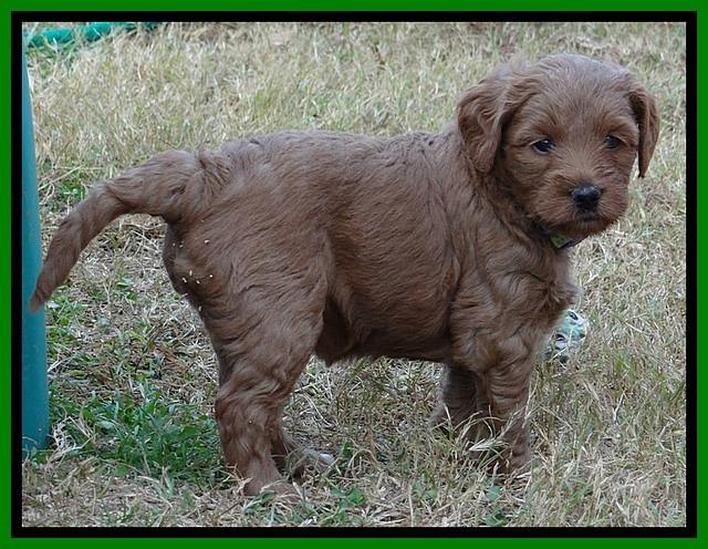 TB pups 5 wks old 551