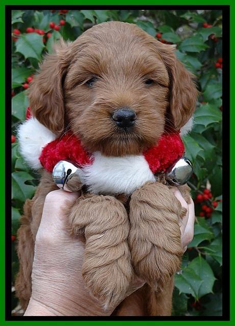 TB pups 6 weeks old 631