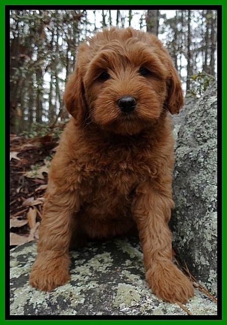 TB pups 9 wks old 91