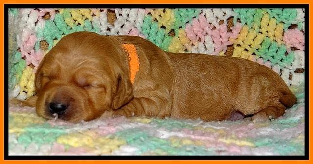 TB pups 2 wks old 231