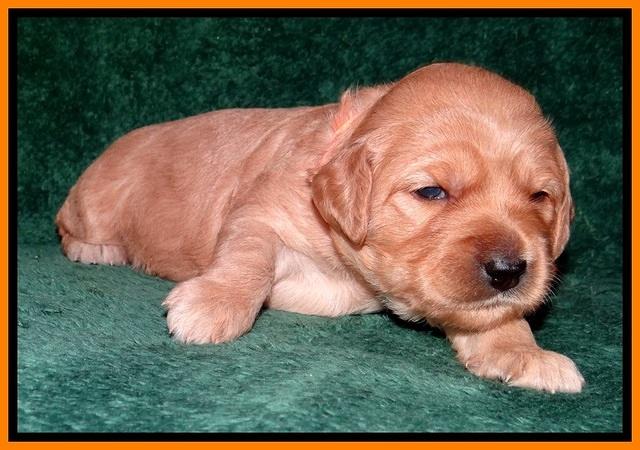 TB pups 2 wks old 252