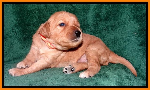 TB pups 2 wks old 272