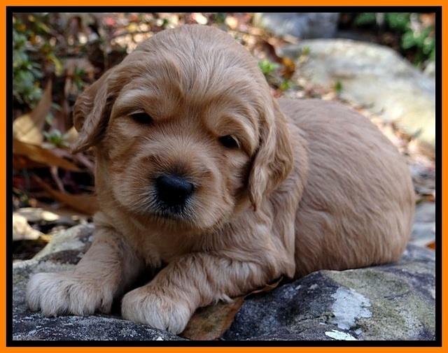 TB pups 3 wks old 301