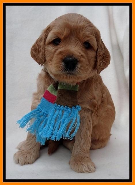 TB pups 4 wks old 341