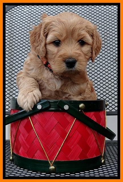 TB pups 5 wks old 321