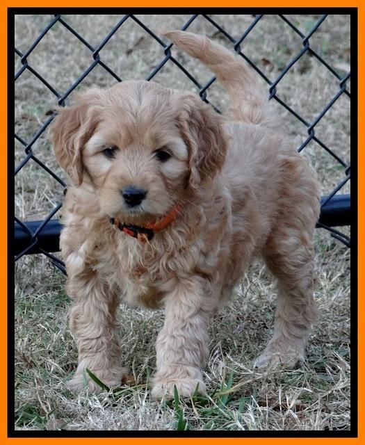 TB pups 6.5 wks old 11