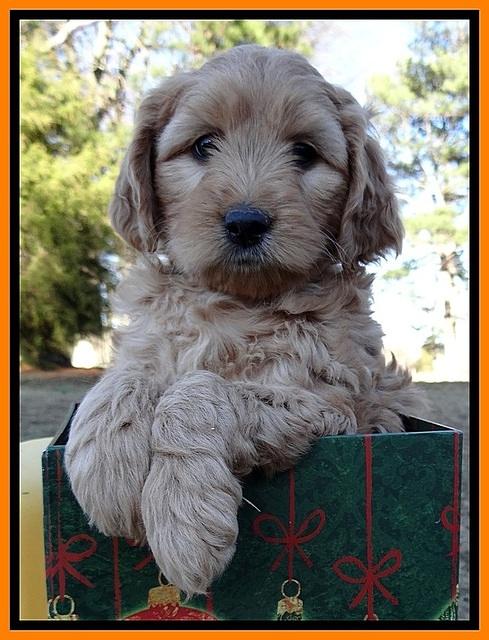 TB pups 7 wks old 211