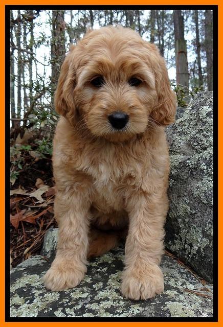 TB pups 9 wks old 51
