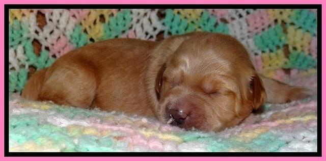 TB pups 2 wks old 71