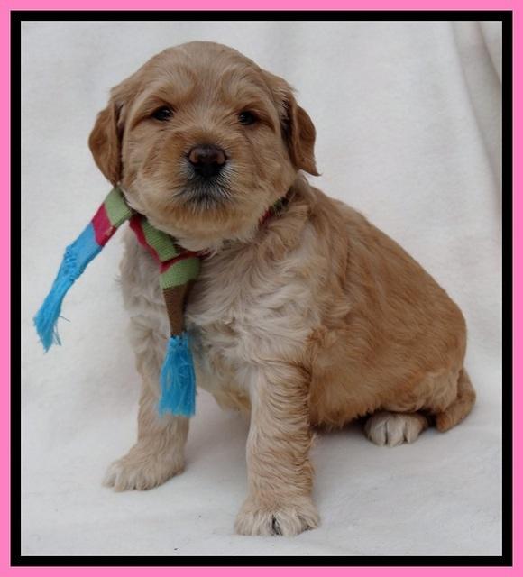 TB pups 4 wks old 211