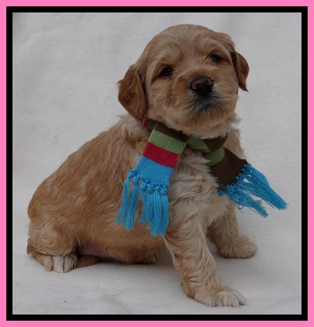 TB pups 4 wks old 221