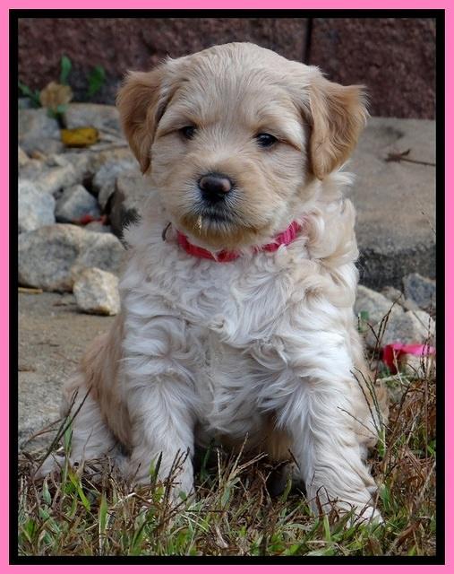 TB pups 5 wks old 41