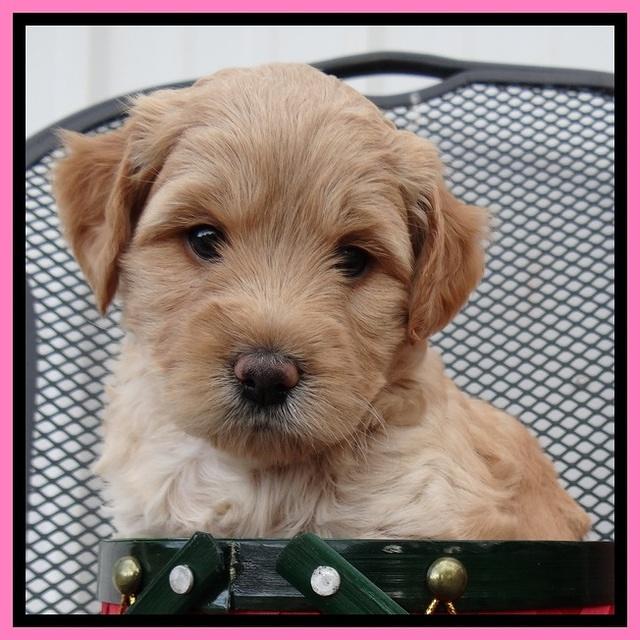 TB pups 5 wks old 71