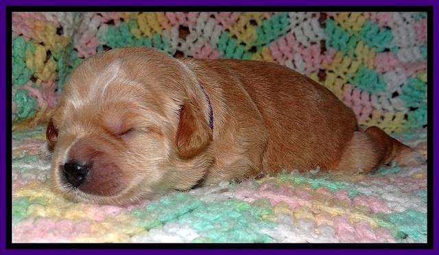 TB pups 2 wks old 101