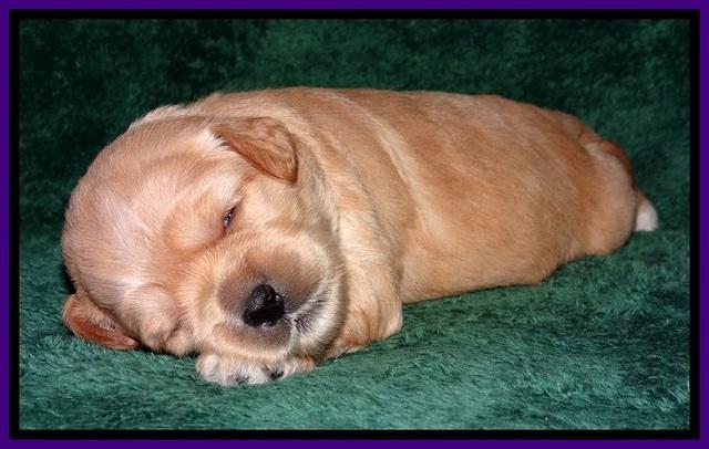 TB pups 2 wks old 192