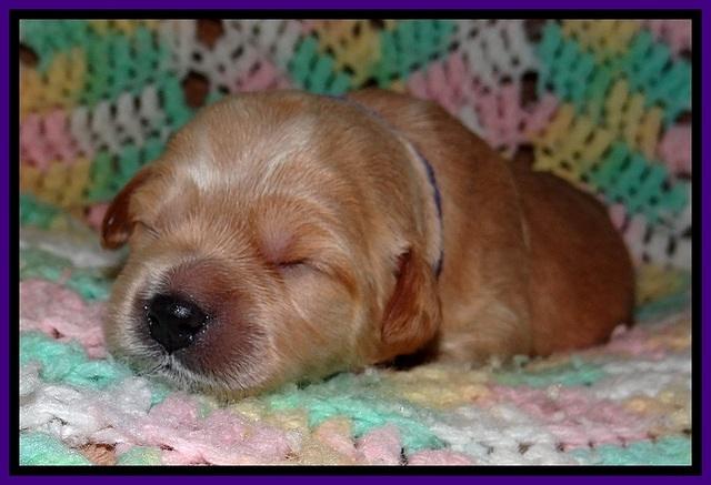 TB pups 2 wks old 91