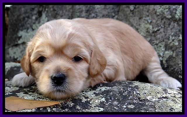 TB pups 3 wks old 151