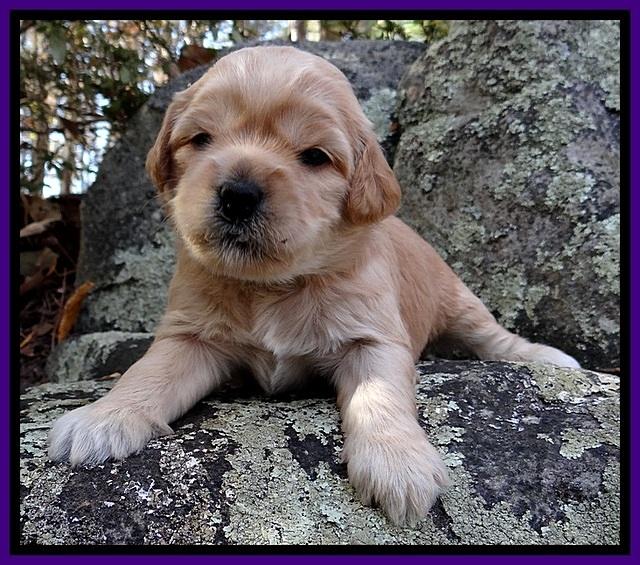 TB pups 3 wks old 171